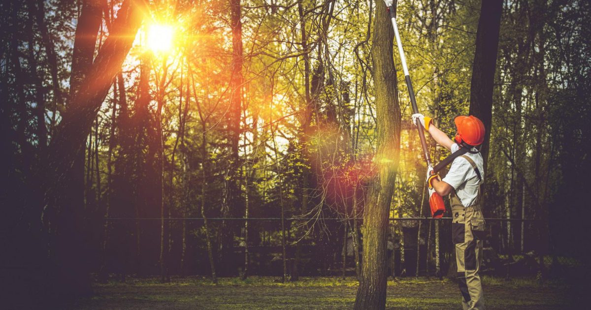 Find Opaheke Tree Removal By Service