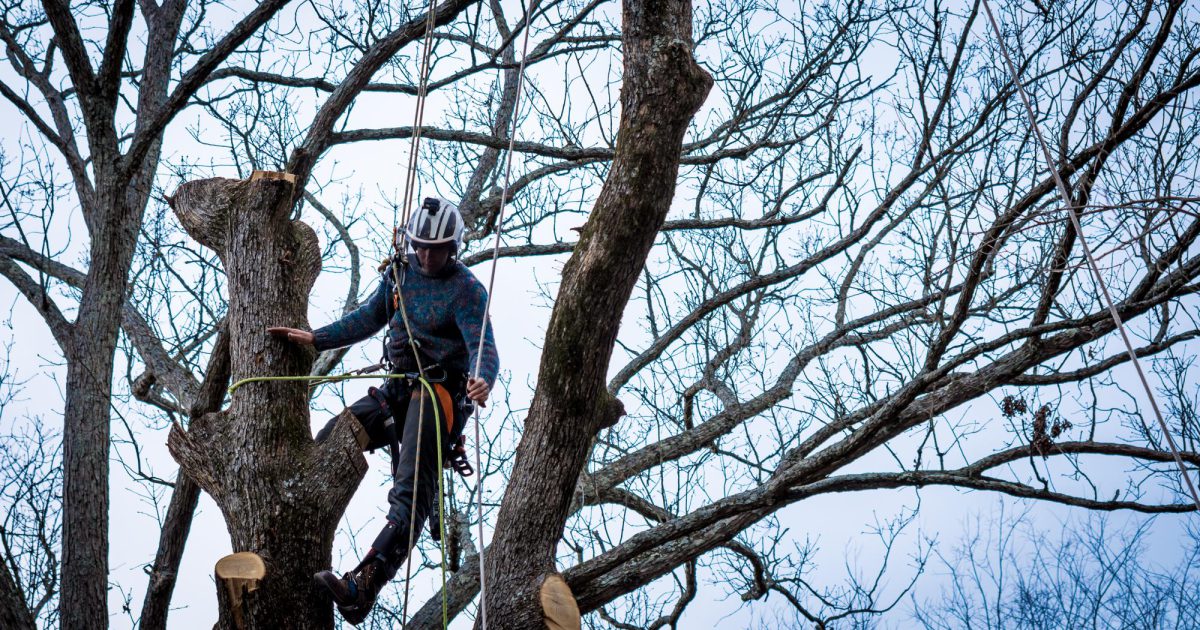Tree Lopping Brookby | Trusted & Affordable Tree Lopping